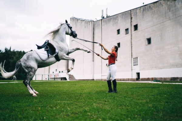 Female stunt tamer training thoroughbred mare champion.